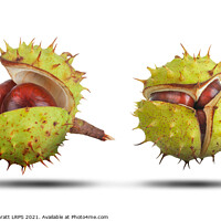 Buy canvas prints of Two conkers opening isolated on white by Simon Bratt LRPS