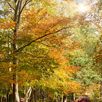 Buy canvas prints of Amazing dawn autumn woodland with massive conkers by Simon Bratt LRPS