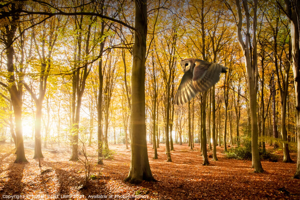 Barn owl flying in autumn woodland Picture Board by Simon Bratt LRPS