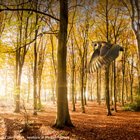 Buy canvas prints of Barn owl flying in autumn woodland by Simon Bratt LRPS