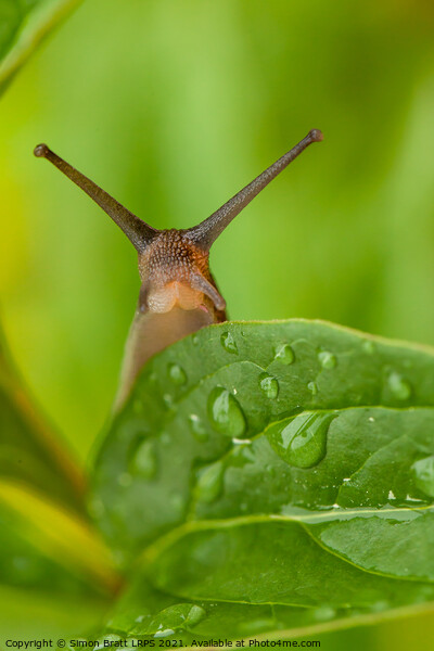 Cute garden snail long tentacles on leaf Picture Board by Simon Bratt LRPS