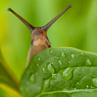 Buy canvas prints of Cute garden snail long tentacles on leaf by Simon Bratt LRPS
