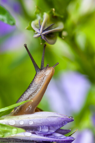 Lovely garden snail close up on flower Picture Board by Simon Bratt LRPS