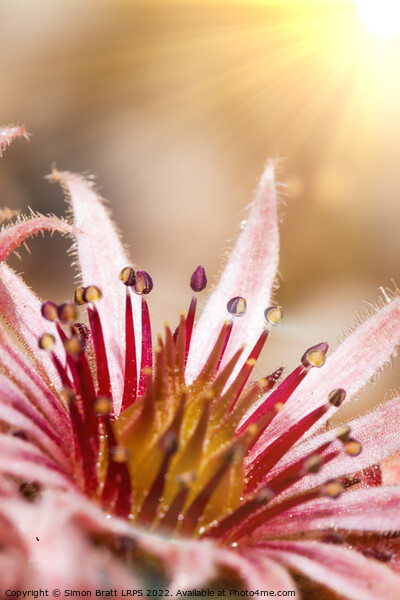 Sempervivum pink flowers macro with sunshine Picture Board by Simon Bratt LRPS