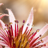 Buy canvas prints of Sempervivum pink flowers macro with sunshine by Simon Bratt LRPS