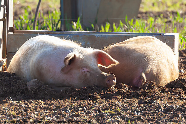 Happy landrace pig laying in mud smiling Picture Board by Simon Bratt LRPS