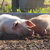 Buy canvas prints of Happy landrace pig laying in mud smiling by Simon Bratt LRPS