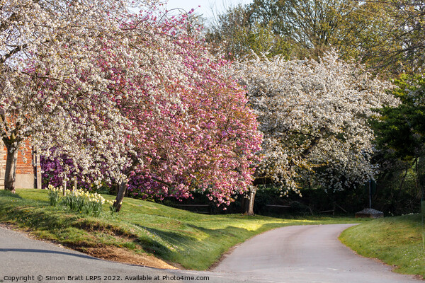Beautiful spring trees in pink and white blossom Picture Board by Simon Bratt LRPS