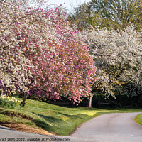 Buy canvas prints of Beautiful spring trees in pink and white blossom by Simon Bratt LRPS