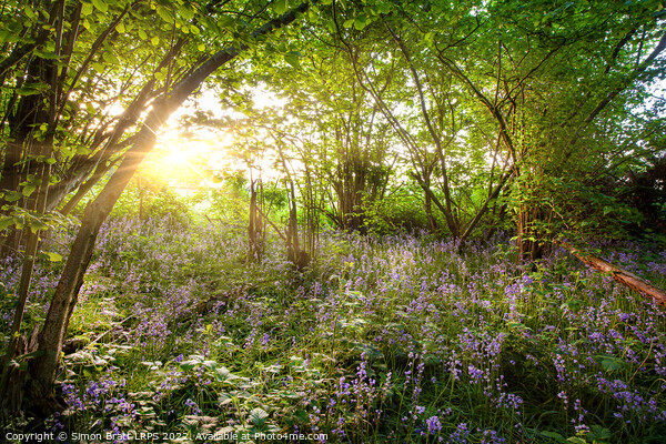 Sunrise streaming through bluebell wood in spring Picture Board by Simon Bratt LRPS
