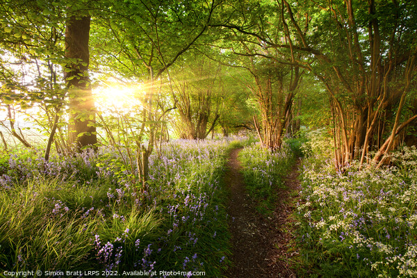 Split path through bluebell woods with sunrise Picture Board by Simon Bratt LRPS