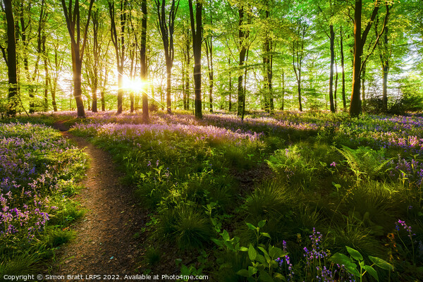 Dawn sunrise in bluebell forest in England Picture Board by Simon Bratt LRPS