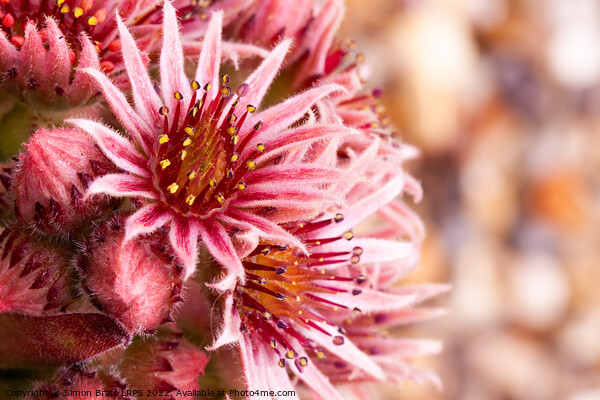 Beautiful pink Sempervivum flowers close up Picture Board by Simon Bratt LRPS