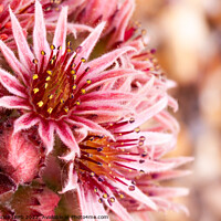 Buy canvas prints of Beautiful pink Sempervivum flowers close up by Simon Bratt LRPS