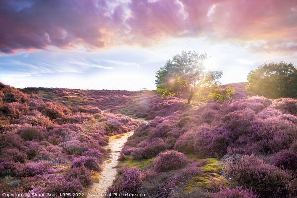 Stunning purple heather landscape at sunrise in Roydon Picture Board by Simon Bratt LRPS