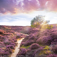 Buy canvas prints of Stunning purple heather landscape at sunrise in Roydon by Simon Bratt LRPS