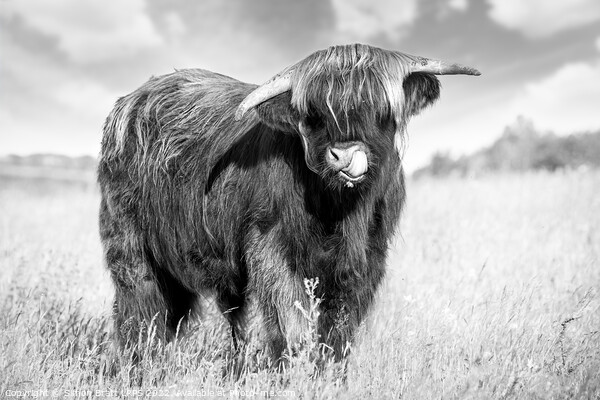 Highland cow tongue lick black and white Picture Board by Simon Bratt LRPS