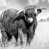 Buy canvas prints of Highland cow tongue lick black and white by Simon Bratt LRPS
