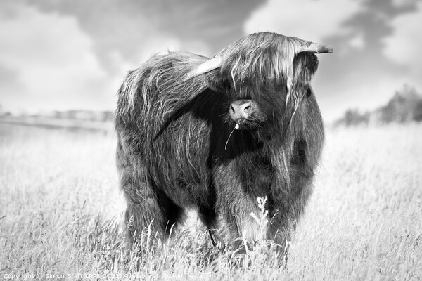 Highland cow portrait black and white Picture Board by Simon Bratt LRPS