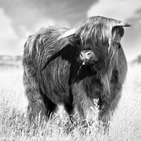 Buy canvas prints of Highland cow portrait black and white by Simon Bratt LRPS