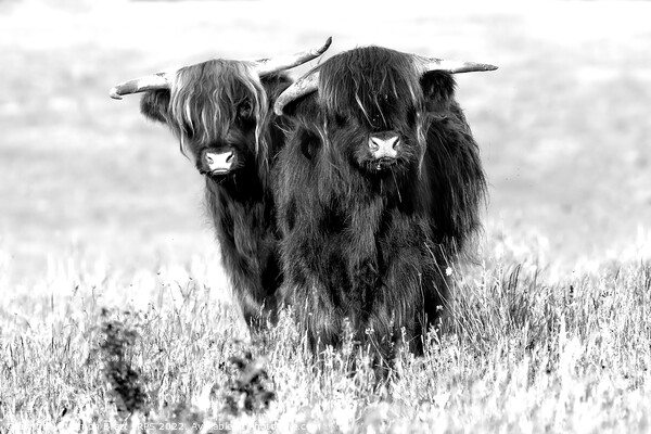 Two cute highland cows in black and white Picture Board by Simon Bratt LRPS
