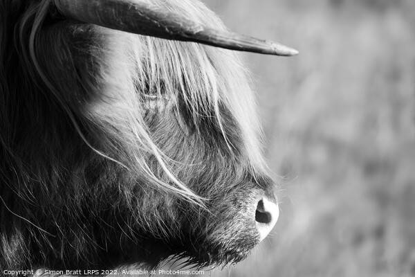 Highland cow face side view black and white Picture Board by Simon Bratt LRPS