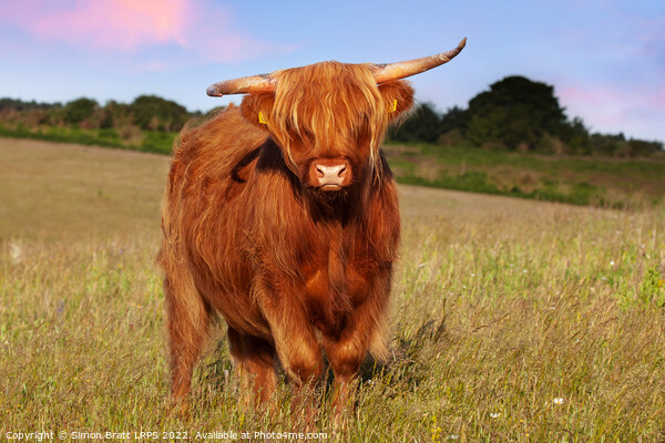 Highland cow long haired animal in meadow Picture Board by Simon Bratt LRPS