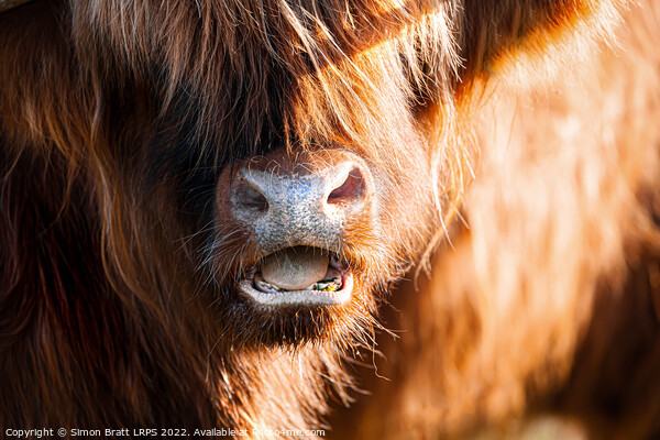 Highland cow face close up with open mouth Picture Board by Simon Bratt LRPS