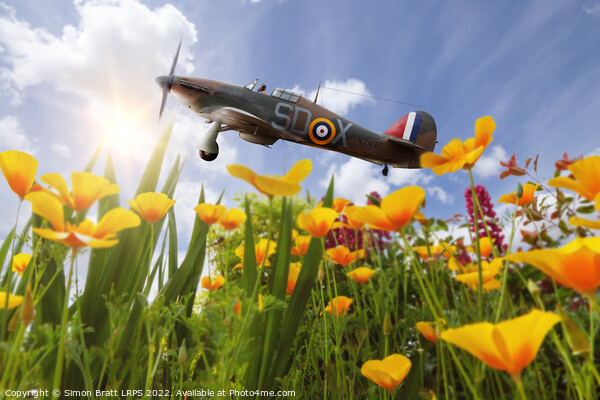 Hawker Hurricane flying over poppies in spring Picture Board by Simon Bratt LRPS