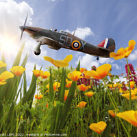 Buy canvas prints of Hawker Hurricane flying over poppies in spring by Simon Bratt LRPS