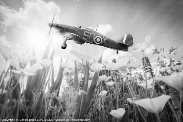 Hawker Hurricane flying over poppies in spring Picture Board by Simon Bratt LRPS