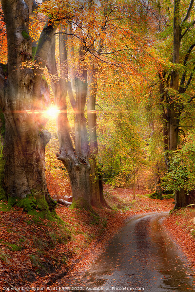 Stunning autumn forest road at sunrise in Norfolk Picture Board by Simon Bratt LRPS