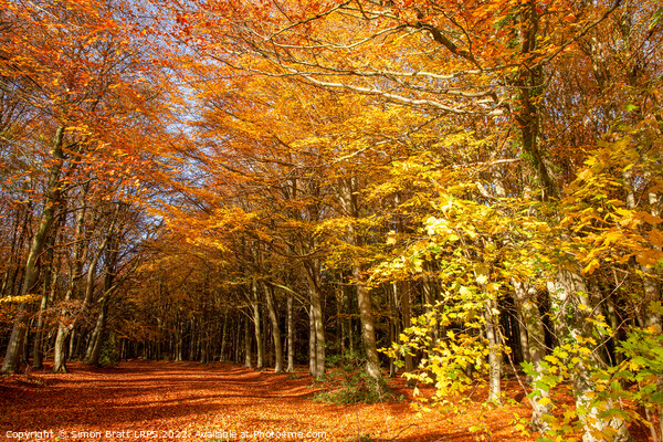 Avenue through autumn forest sunrise Picture Board by Simon Bratt LRPS