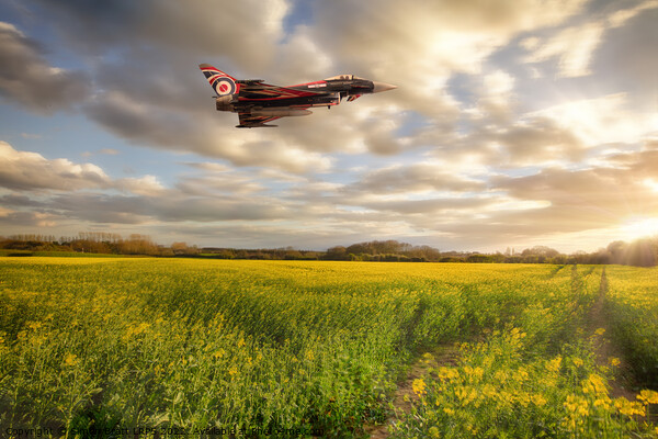 RAF Typhoon Eurofighter jet flying over rapeseed crops Picture Board by Simon Bratt LRPS
