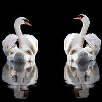 Buy canvas prints of Two mute swans wings busking Norfolk by Simon Bratt LRPS
