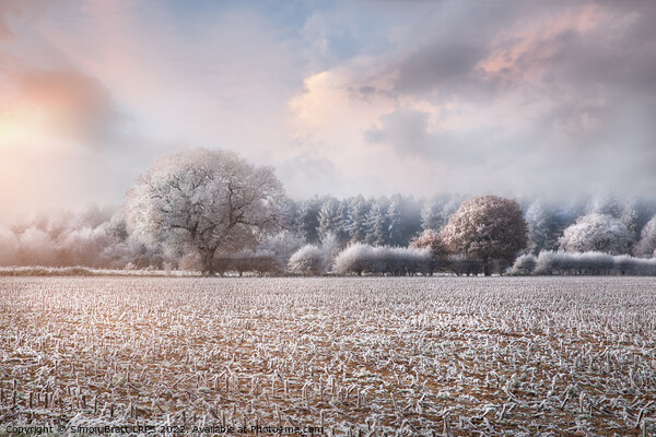 Frosty winter rural landscape at sunrise Norfolk Picture Board by Simon Bratt LRPS