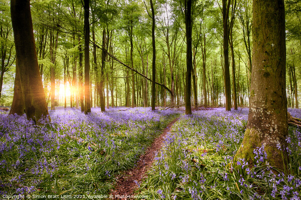 Path through bluebell woodland at sunrise Picture Board by Simon Bratt LRPS