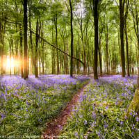 Buy canvas prints of Path through bluebell woodland at sunrise by Simon Bratt LRPS