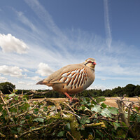 Buy canvas prints of Red legged partridge bird close up on hedge by Simon Bratt LRPS