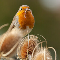 Buy canvas prints of Early bird catches the worm Robin Redbreast by Simon Bratt LRPS