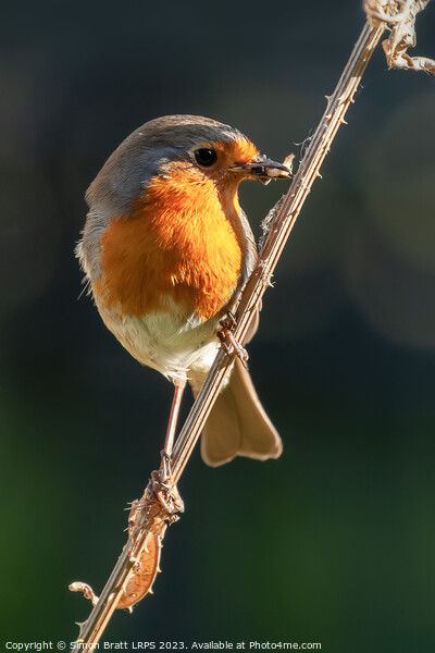 Beautiful robin bird on teasel with food Picture Board by Simon Bratt LRPS