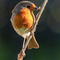 Buy canvas prints of Beautiful robin bird on teasel with food by Simon Bratt LRPS