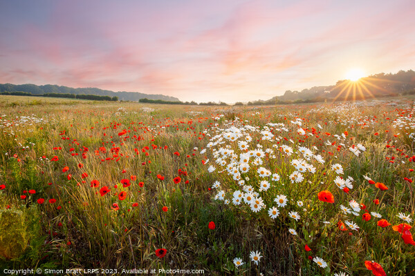 Wild flowers at sunrise with pink sky landscape Picture Board by Simon Bratt LRPS