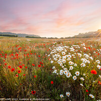 Buy canvas prints of Wild flowers at sunrise with pink sky landscape by Simon Bratt LRPS