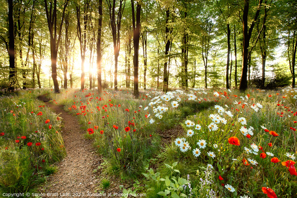 Forest sunrise with spring flowers and path Picture Board by Simon Bratt LRPS