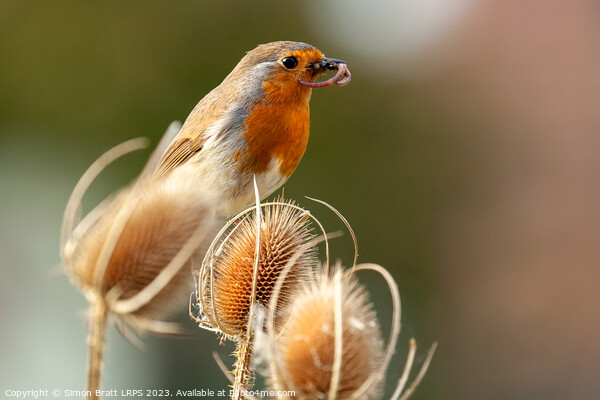Robin redbreast in teasel with food close up Picture Board by Simon Bratt LRPS
