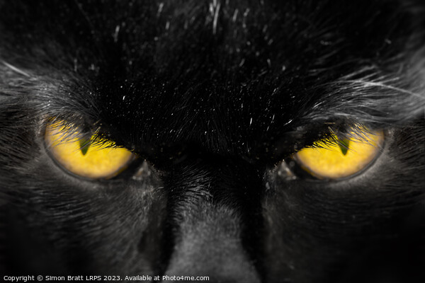 Beautiful black cat face with amber eyes close up Picture Board by Simon Bratt LRPS
