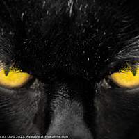 Buy canvas prints of Beautiful black cat face with amber eyes close up by Simon Bratt LRPS