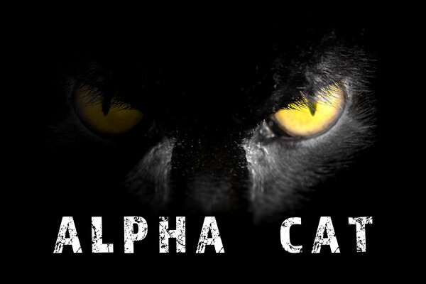 Alpha Cat with deadly stare on black Picture Board by Simon Bratt LRPS