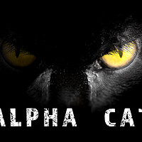 Buy canvas prints of Alpha Cat with deadly stare on black by Simon Bratt LRPS